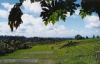 Blick über die Reisterrassen