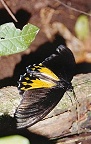 Schmetterling