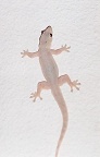 Gecko an der Hoteldecke