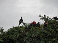 Fregattvögel - Parque Nacional Los Haitises