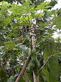 Papaya