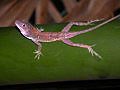 Gecko