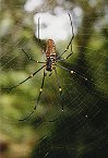 Spinne