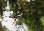 Spinne mit Falter