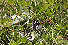 Mljet Nationalpark - Schmetterling