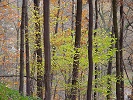 Herbstlaub
