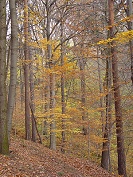 Buchen im Herbstlaub