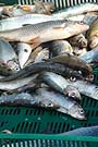 Fischfang