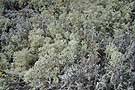 Rentierflechte (Cladonia portentosa)