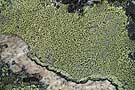 Landkartenflechte (Rhizocarpon geographicum)