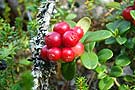 Preiselbeere (Vaccinium vitis-idaea)