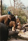 Elefanten - stolze Tiere