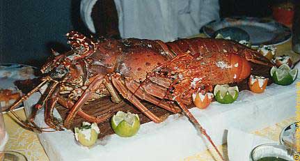 Abenteuer Reiseberichte, karibischen Küste Venezuelas und Guacharo